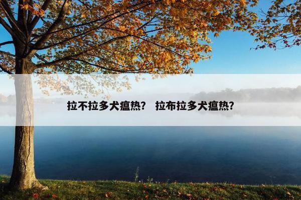 拉不拉多犬瘟热？ 拉布拉多犬瘟热？