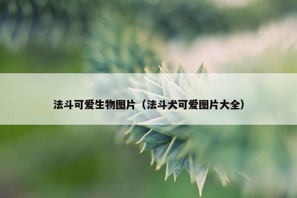 法斗可爱生物图片（法斗犬可爱图片大全）