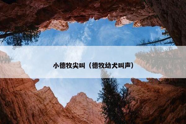 小德牧尖叫（德牧幼犬叫声）