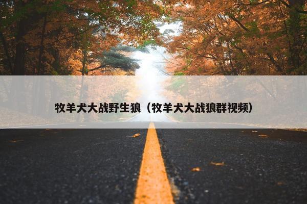牧羊犬大战野生狼（牧羊犬大战狼群视频）