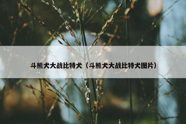 斗熊犬大战比特犬（斗熊犬大战比特犬图片）