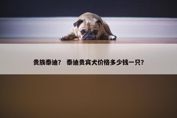 贵族泰迪？ 泰迪贵宾犬价格多少钱一只？