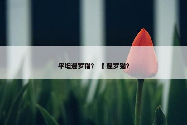 平坦暹罗猫？  暹罗猫？