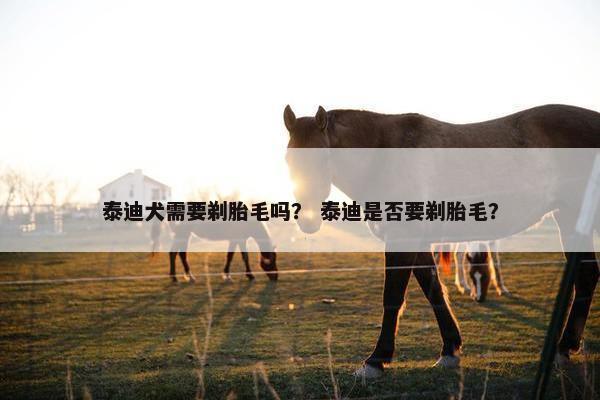 泰迪犬需要剃胎毛吗？ 泰迪是否要剃胎毛？