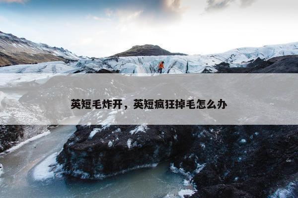 英短毛炸开，英短疯狂掉毛怎么办