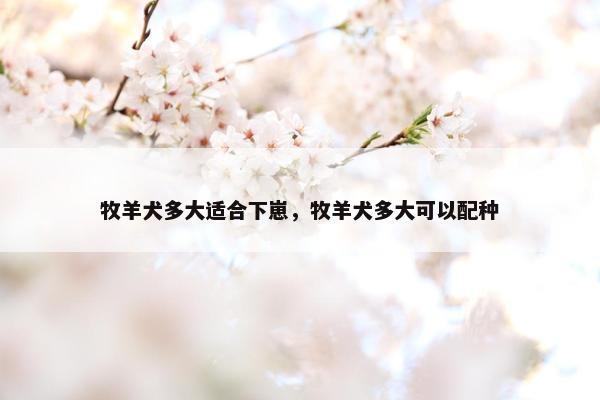 牧羊犬多大适合下崽，牧羊犬多大可以配种