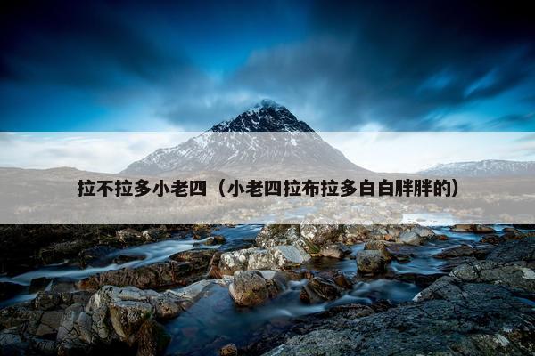 拉不拉多小老四（小老四拉布拉多白白胖胖的）
