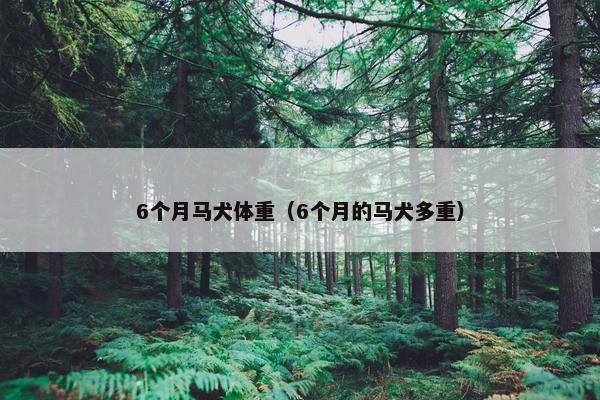 6个月马犬体重（6个月的马犬多重）