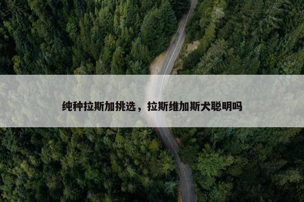 纯种拉斯加挑选，拉斯维加斯犬聪明吗