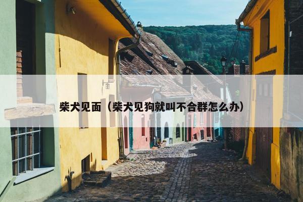 柴犬见面（柴犬见狗就叫不合群怎么办）