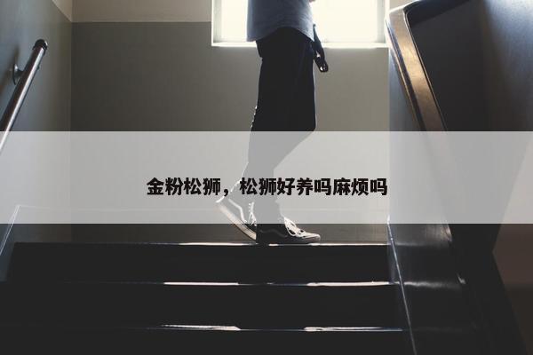 金粉松狮，松狮好养吗麻烦吗