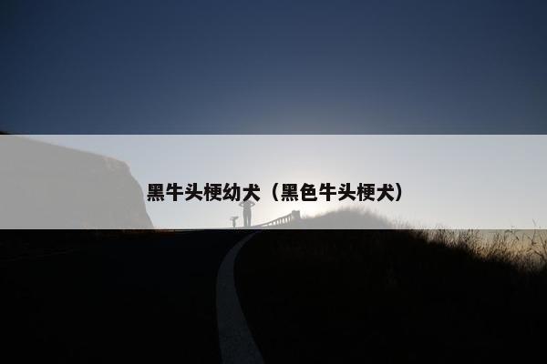 黑牛头梗幼犬（黑色牛头梗犬）