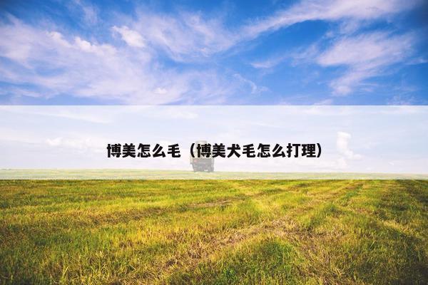 博美怎么毛（博美犬毛怎么打理）