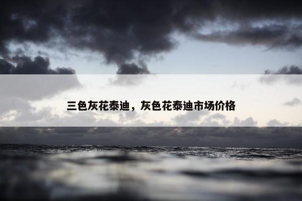 三色灰花泰迪，灰色花泰迪市场价格