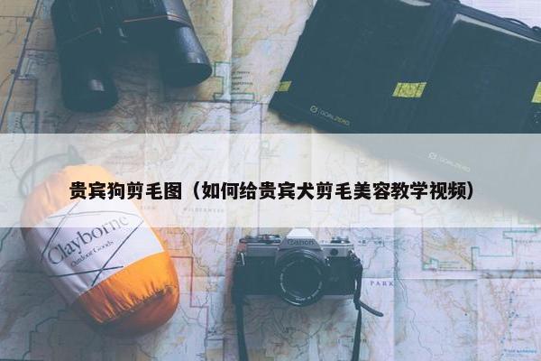 贵宾狗剪毛图（如何给贵宾犬剪毛美容教学视频）