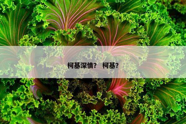 柯基深情？ 柯基？