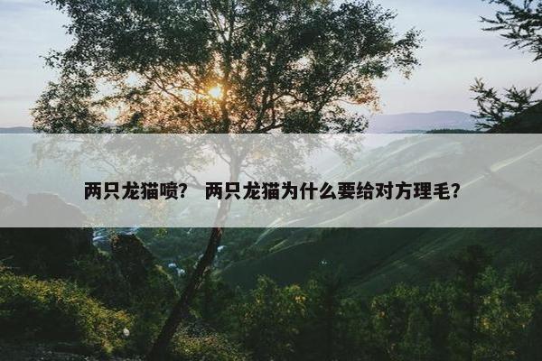 两只龙猫喷？ 两只龙猫为什么要给对方理毛？