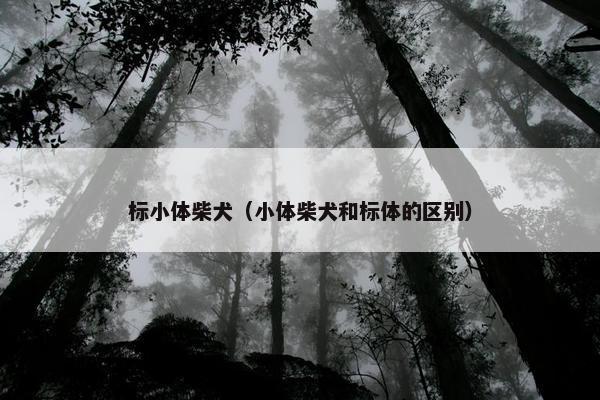 标小体柴犬（小体柴犬和标体的区别）
