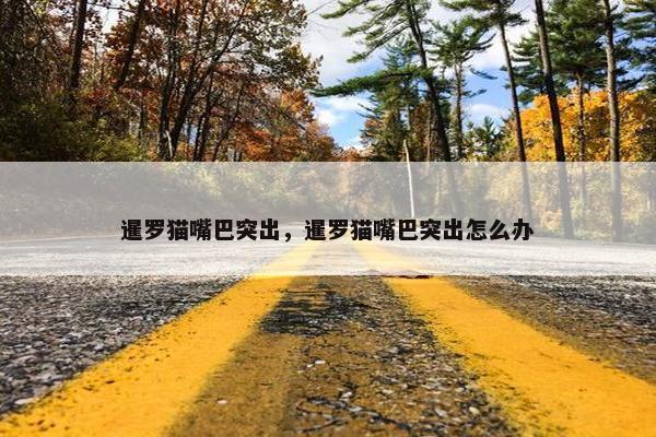 暹罗猫嘴巴突出，暹罗猫嘴巴突出怎么办