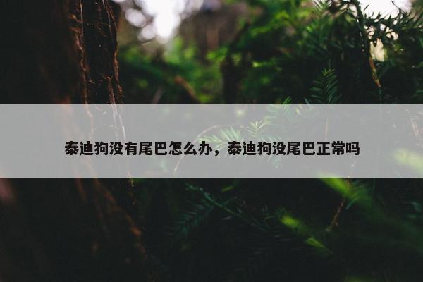 泰迪狗没有尾巴怎么办，泰迪狗没尾巴正常吗
