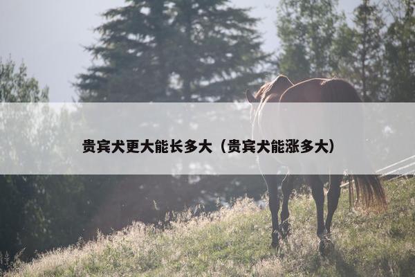 贵宾犬更大能长多大（贵宾犬能涨多大）