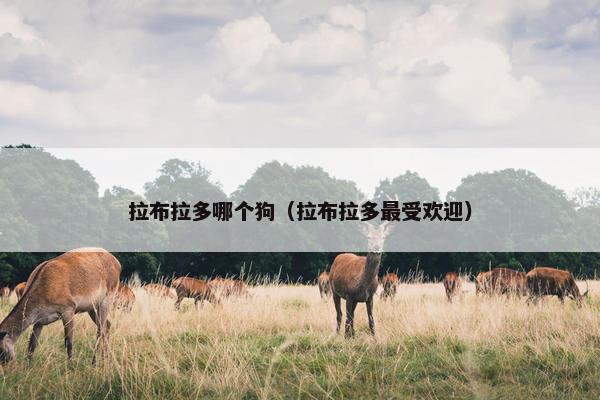 拉布拉多哪个狗（拉布拉多最受欢迎）