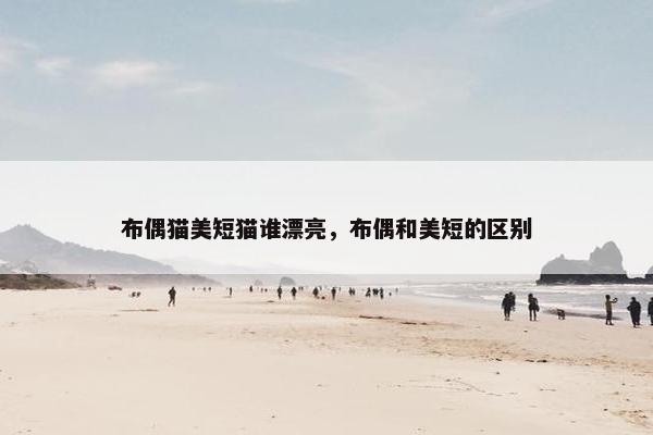 布偶猫美短猫谁漂亮，布偶和美短的区别