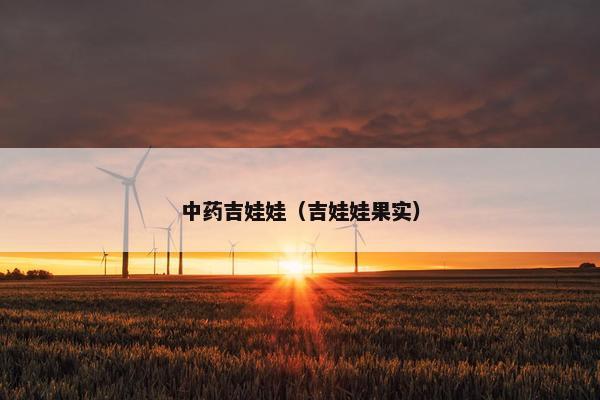 中药吉娃娃（吉娃娃果实）