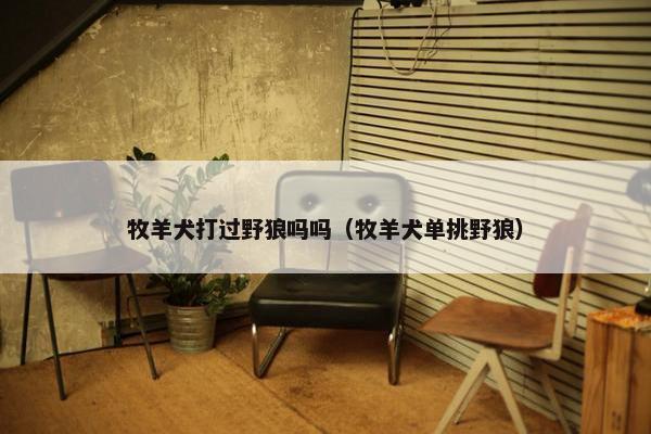 牧羊犬打过野狼吗吗（牧羊犬单挑野狼）