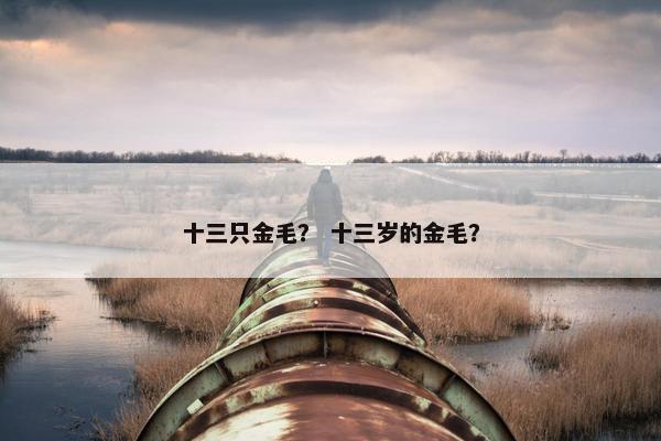 十三只金毛？ 十三岁的金毛？