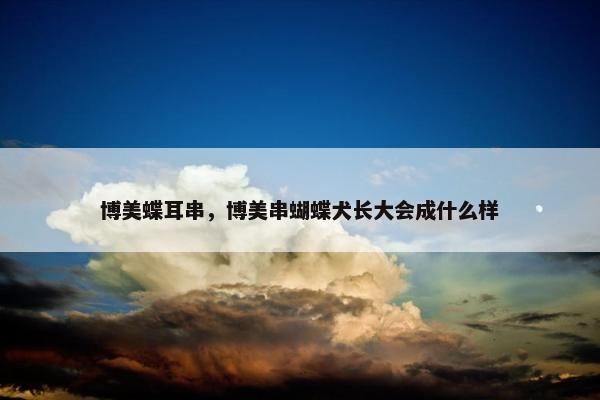博美蝶耳串，博美串蝴蝶犬长大会成什么样