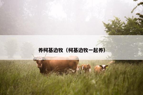 养柯基边牧（柯基边牧一起养）