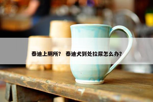 泰迪上厕所？ 泰迪犬到处拉尿怎么办？