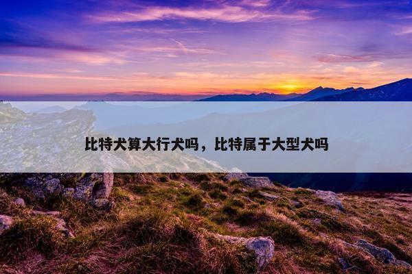 比特犬算大行犬吗，比特属于大型犬吗