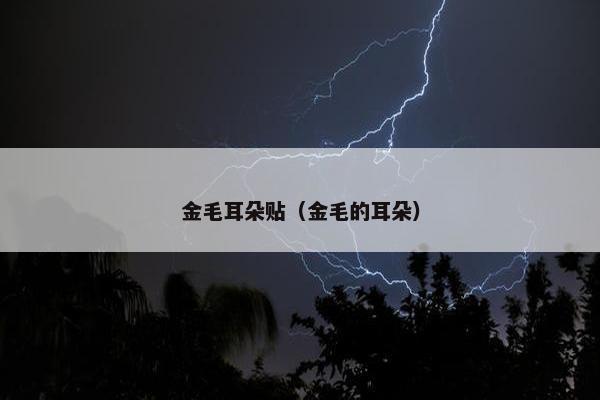 金毛耳朵贴（金毛的耳朵）