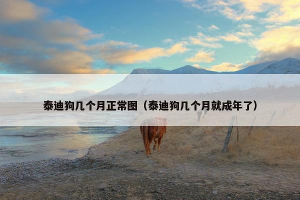 泰迪狗几个月正常图（泰迪狗几个月就成年了）