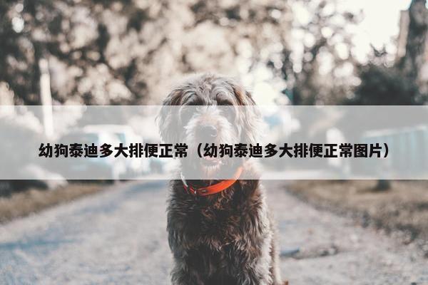 幼狗泰迪多大排便正常（幼狗泰迪多大排便正常图片）