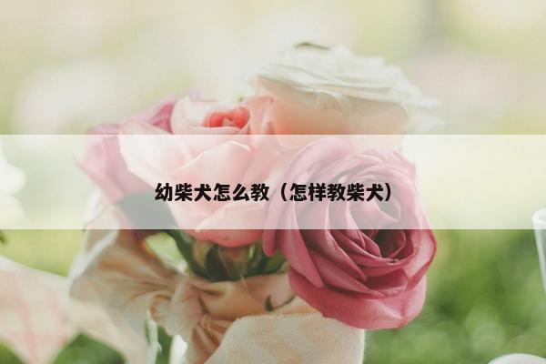 幼柴犬怎么教（怎样教柴犬）