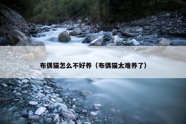 布偶猫怎么不好养（布偶猫太难养了）