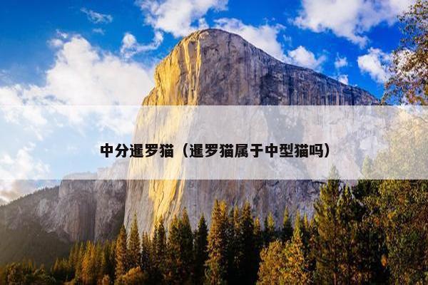 中分暹罗猫（暹罗猫属于中型猫吗）