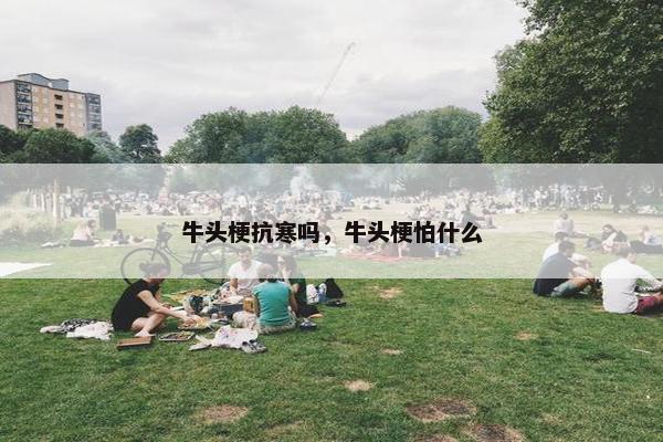 牛头梗抗寒吗，牛头梗怕什么
