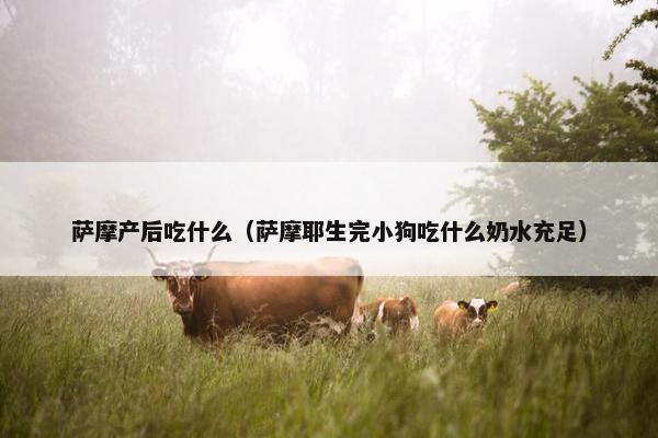 萨摩产后吃什么（萨摩耶生完小狗吃什么奶水充足）