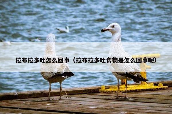 拉布拉多吐怎么回事（拉布拉多吐食物是怎么回事呢）