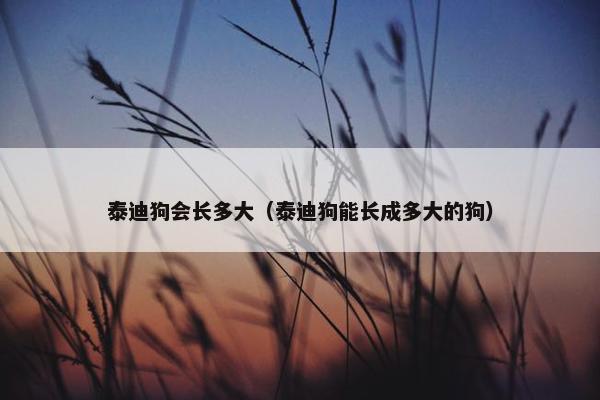 泰迪狗会长多大（泰迪狗能长成多大的狗）