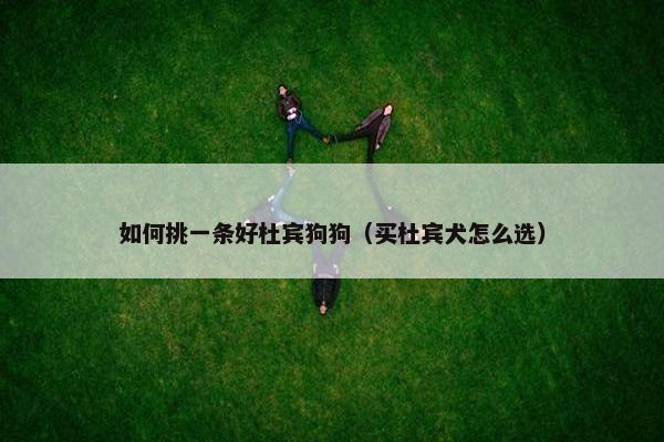 如何挑一条好杜宾狗狗（买杜宾犬怎么选）