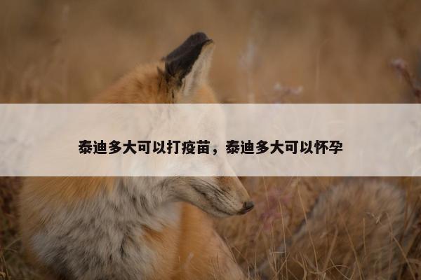 泰迪多大可以打疫苗，泰迪多大可以怀孕