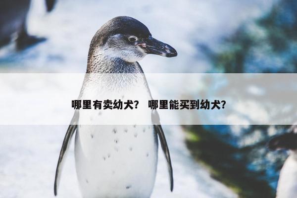 哪里有卖幼犬？ 哪里能买到幼犬？
