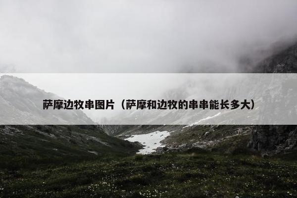 萨摩边牧串图片（萨摩和边牧的串串能长多大）