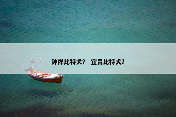 钟祥比特犬？ 宜昌比特犬？