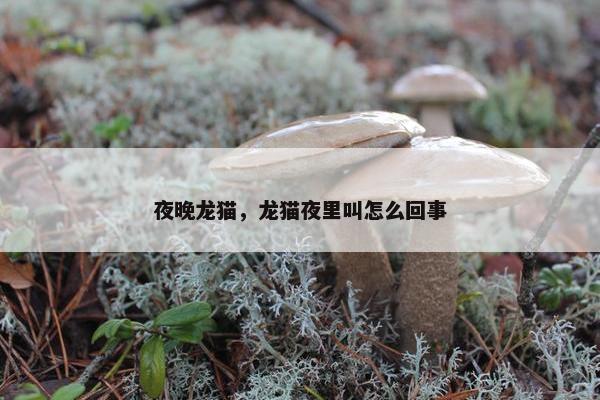夜晚龙猫，龙猫夜里叫怎么回事